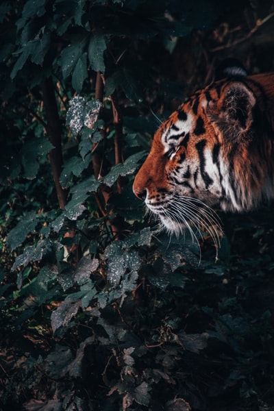 森林中的老虎